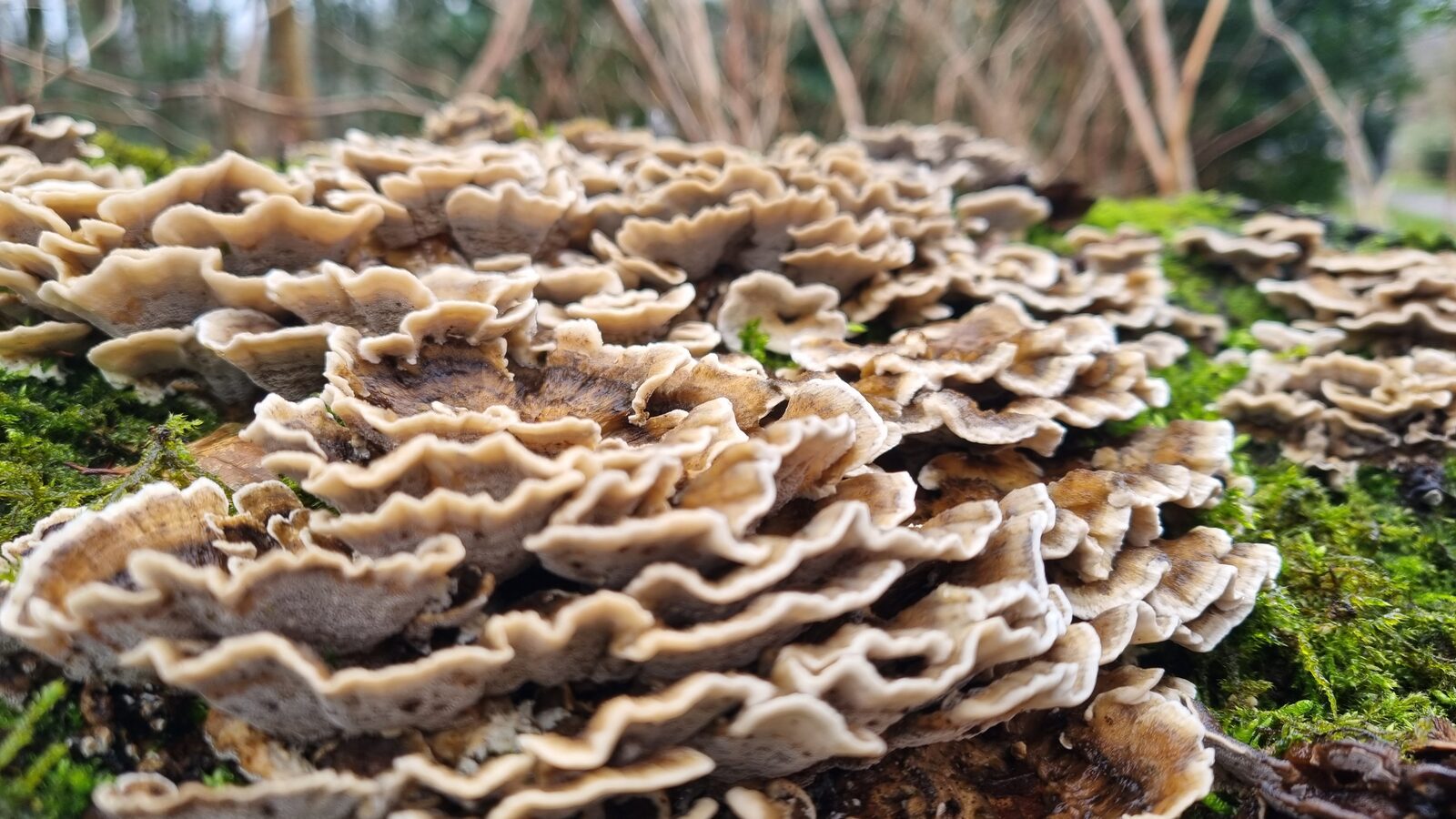 Zwam met laagjes op een boomstronk in het bos