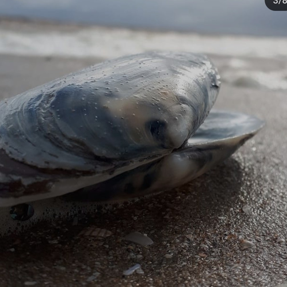 Close-up van een schelp op het strand